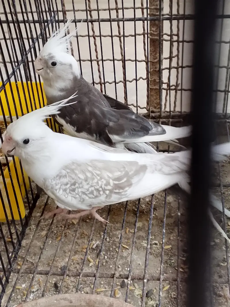breeder pair cockatail — photo 2