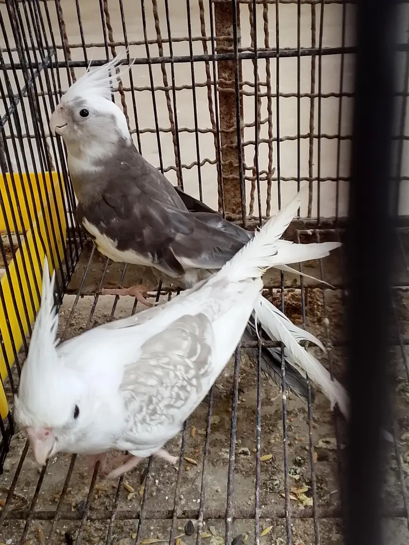 breeder pair cockatail — photo 3