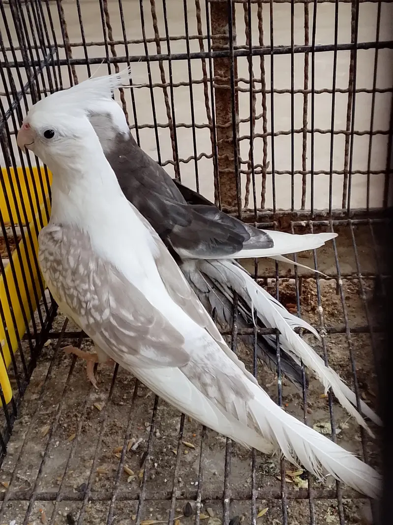 breeder pair cockatail — photo 4