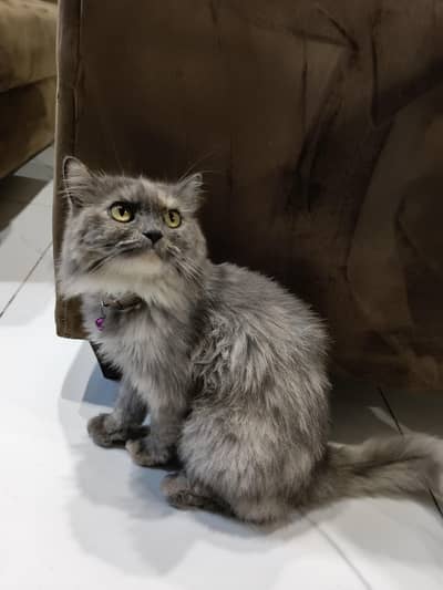 persian cat for sale