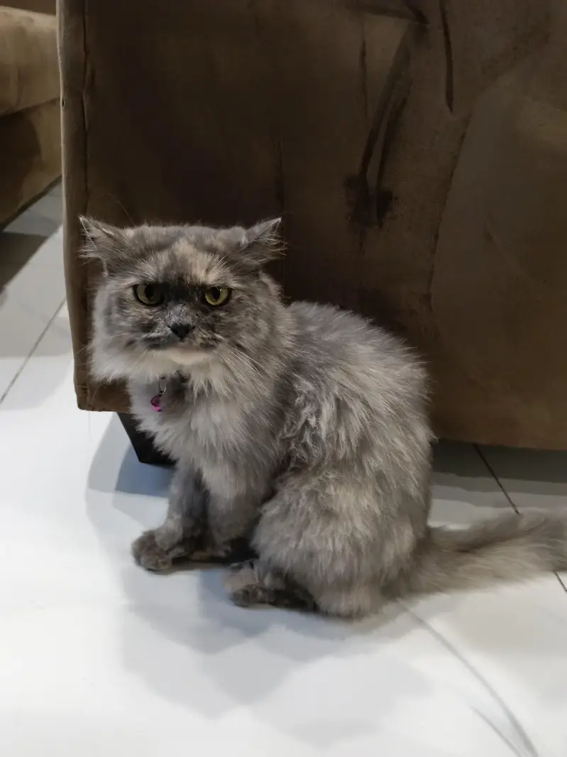 persian cat for sale — photo 2