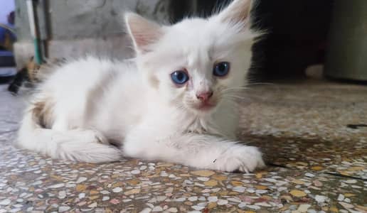 beautiful kittens odd eyes blue ayes and grey eyes triple coat