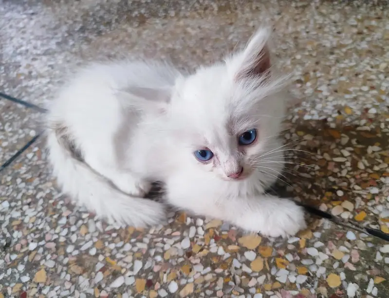beautiful kittens odd eyes blue ayes and grey eyes triple coat — photo 2