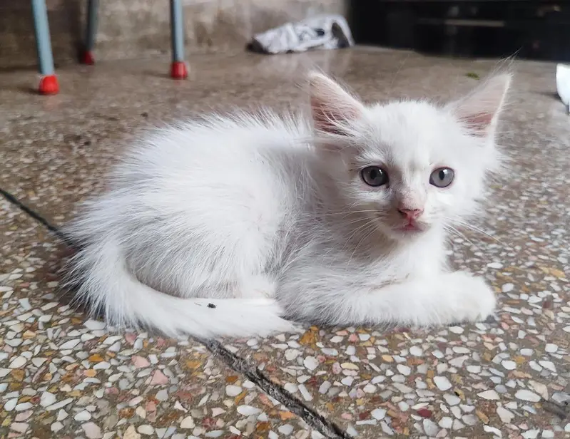 beautiful kittens odd eyes blue ayes and grey eyes triple coat — photo 3