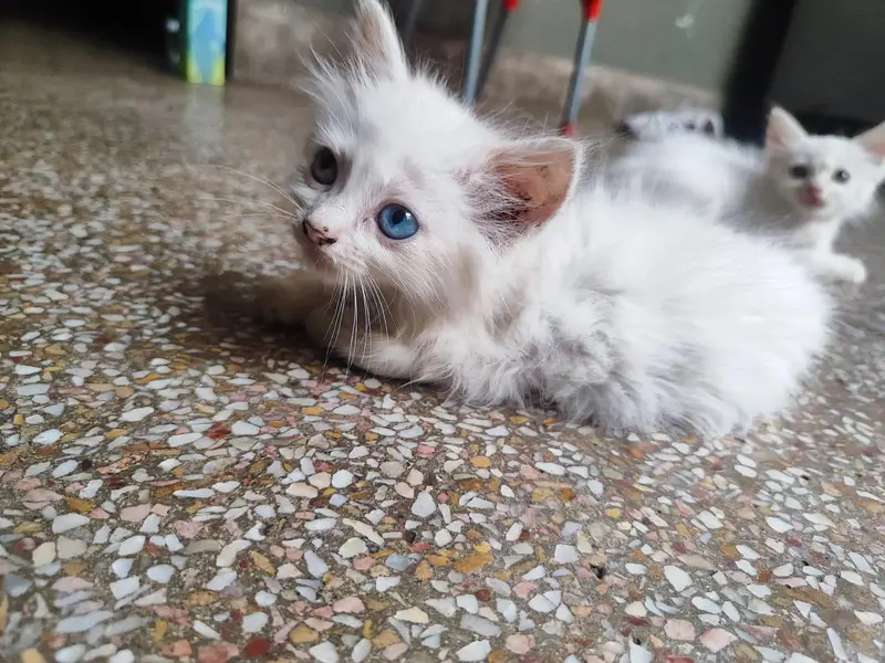 beautiful kittens odd eyes blue ayes and grey eyes triple coat — photo 4