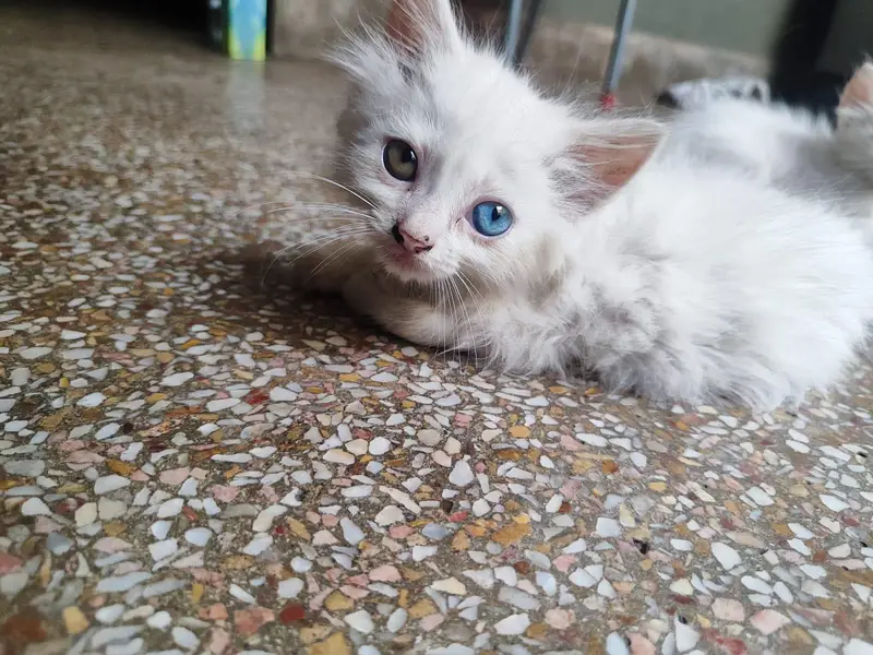 beautiful kittens odd eyes blue ayes and grey eyes triple coat — photo 5