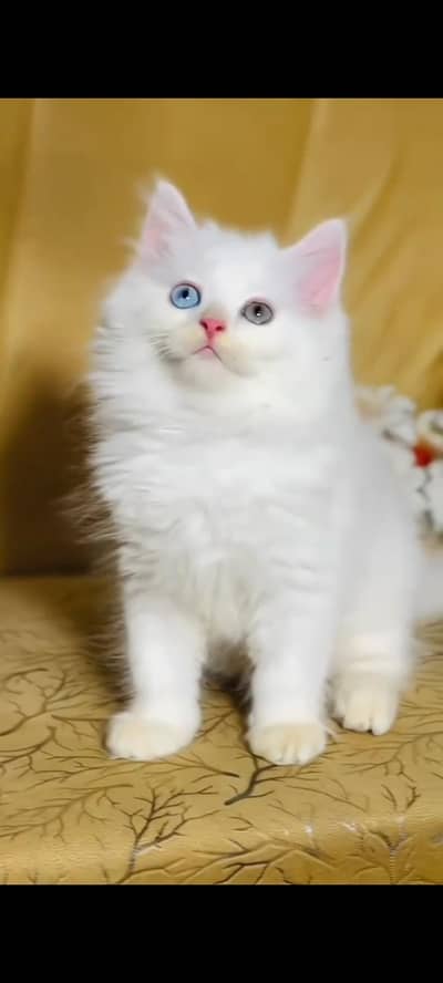 persian cat for sale