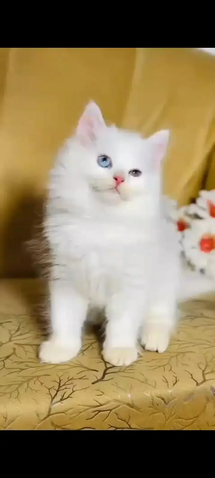 persian cat for sale — photo 2