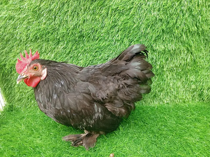 Pure Black Bantam Trio (1 Male, 2 Females) - 6 Months — photo 2