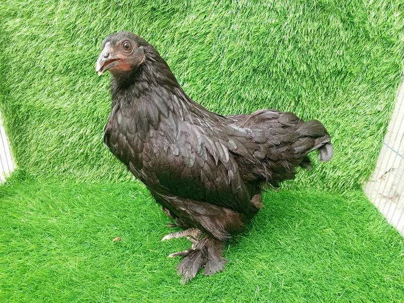 Pure Black Bantam Trio (1 Male, 2 Females) - 6 Months — photo 3