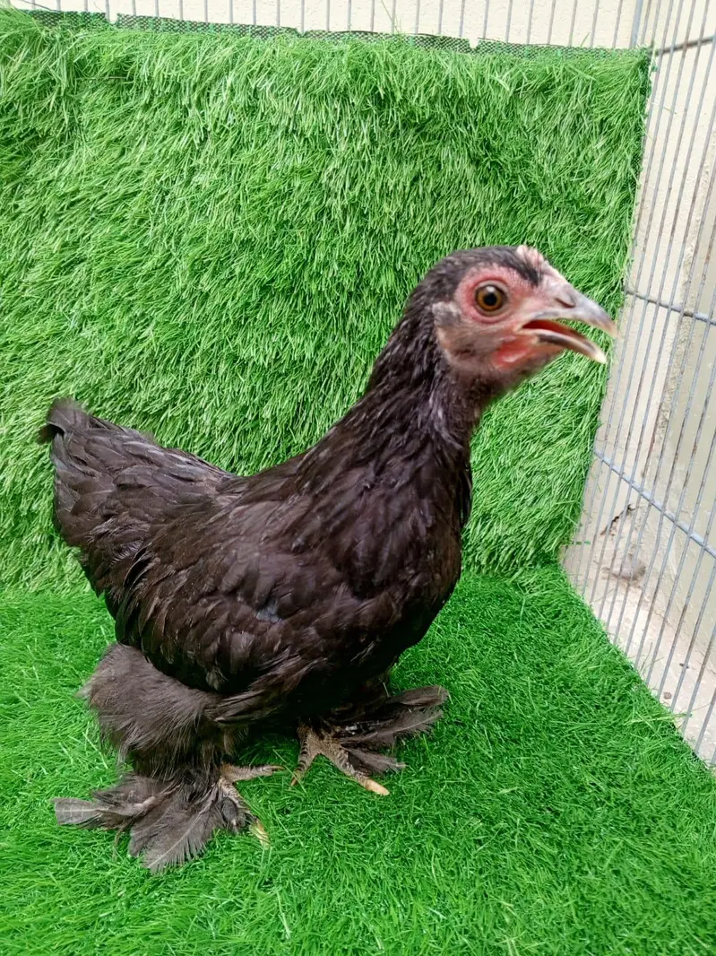 Pure Black Bantam Trio (1 Male, 2 Females) - 6 Months — photo 4