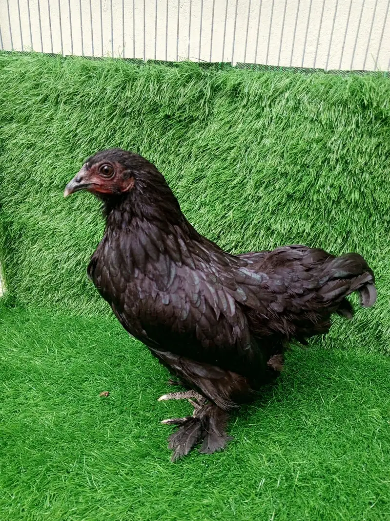 Pure Black Bantam Trio (1 Male, 2 Females) - 6 Months — photo 5
