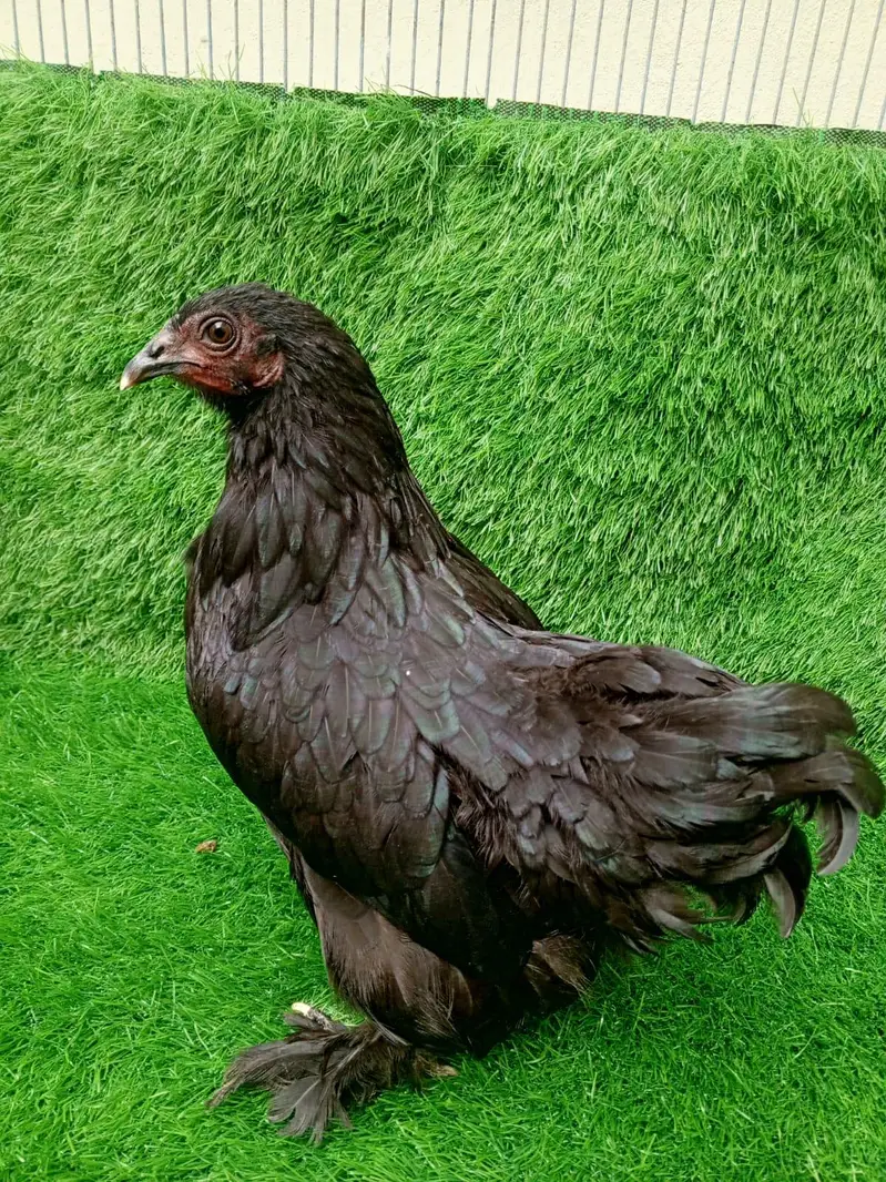Pure Black Bantam Trio (1 Male, 2 Females) - 6 Months — photo 6