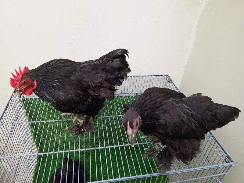 Pure Black Bantam Trio (1 Male, 2 Females) - 6 Months — photo 7