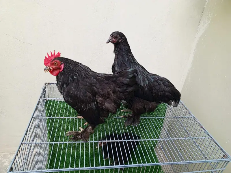 Pure Black Bantam Trio (1 Male, 2 Females) - 6 Months — photo 8