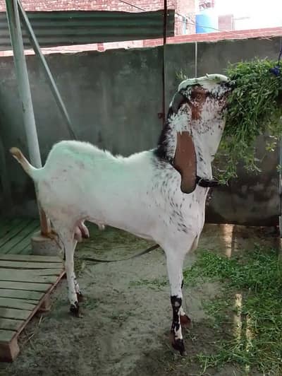 amritsari cheena breeder