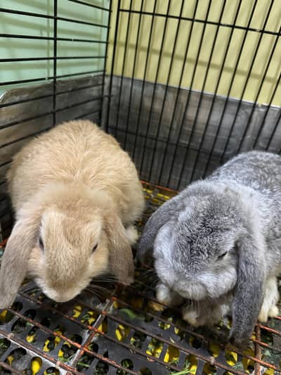 Holland Lop Rabbits pair