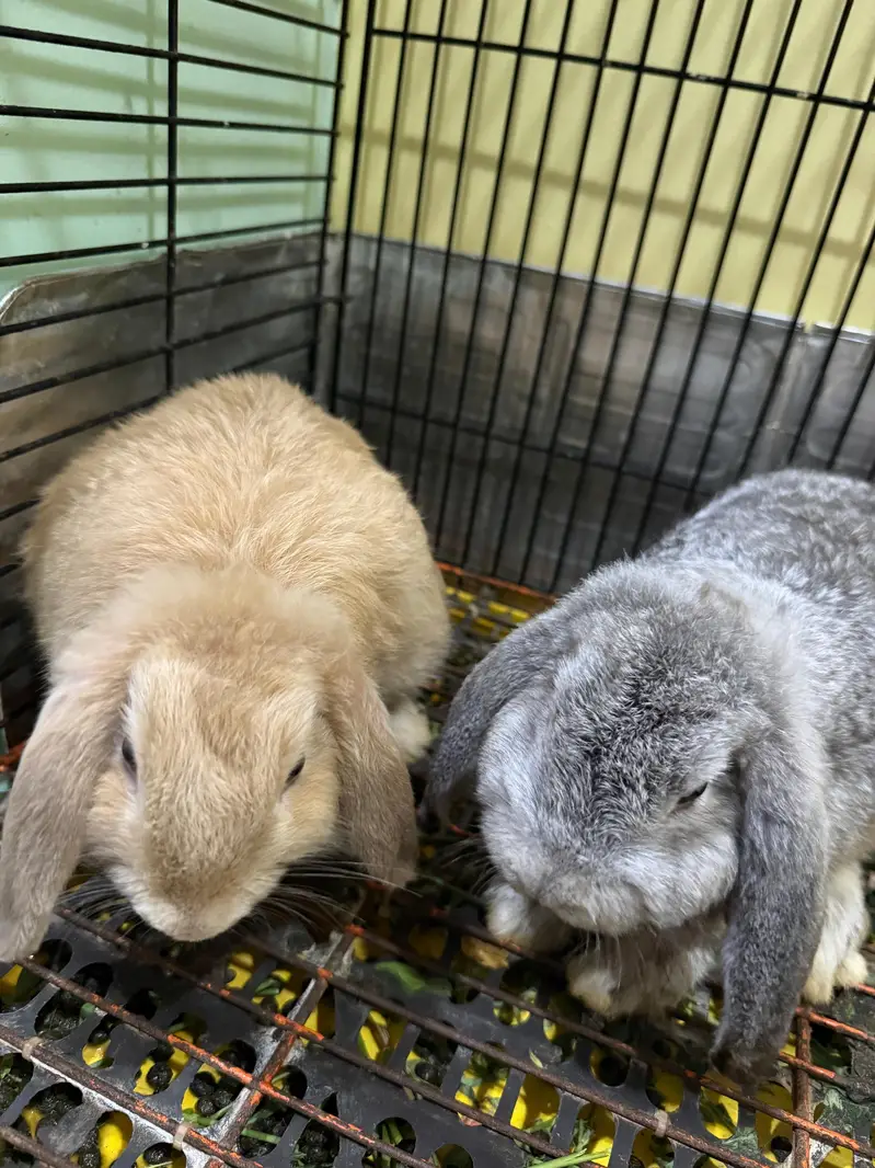 Holland Lop Rabbits pair