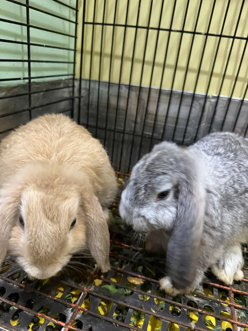 Holland Lop Rabbits pair — photo 2