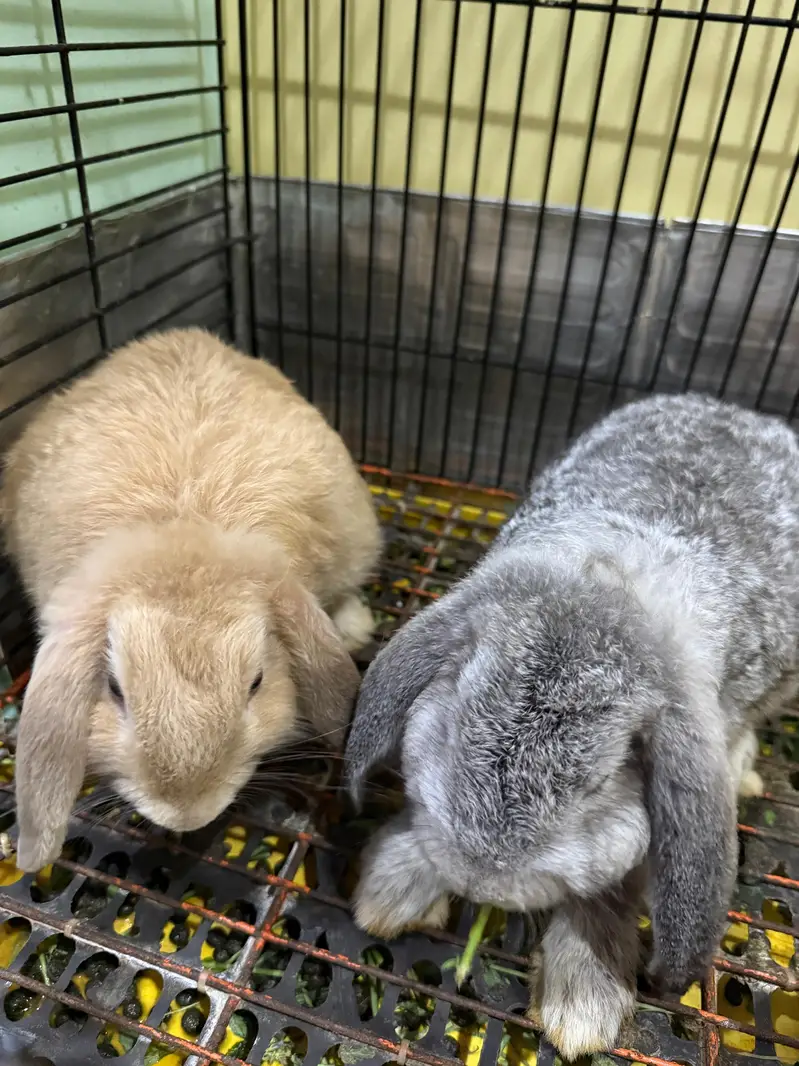 Holland Lop Rabbits pair — photo 3