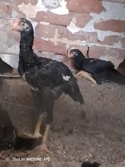 Shamo aseel pathy total 5 hen 3 male 2 female