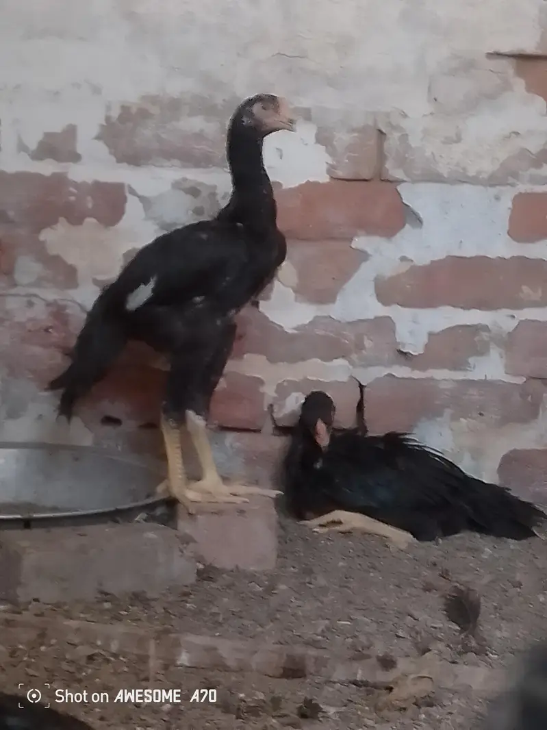 Shamo aseel pathy total 5 hen 3 male 2 female — photo 2