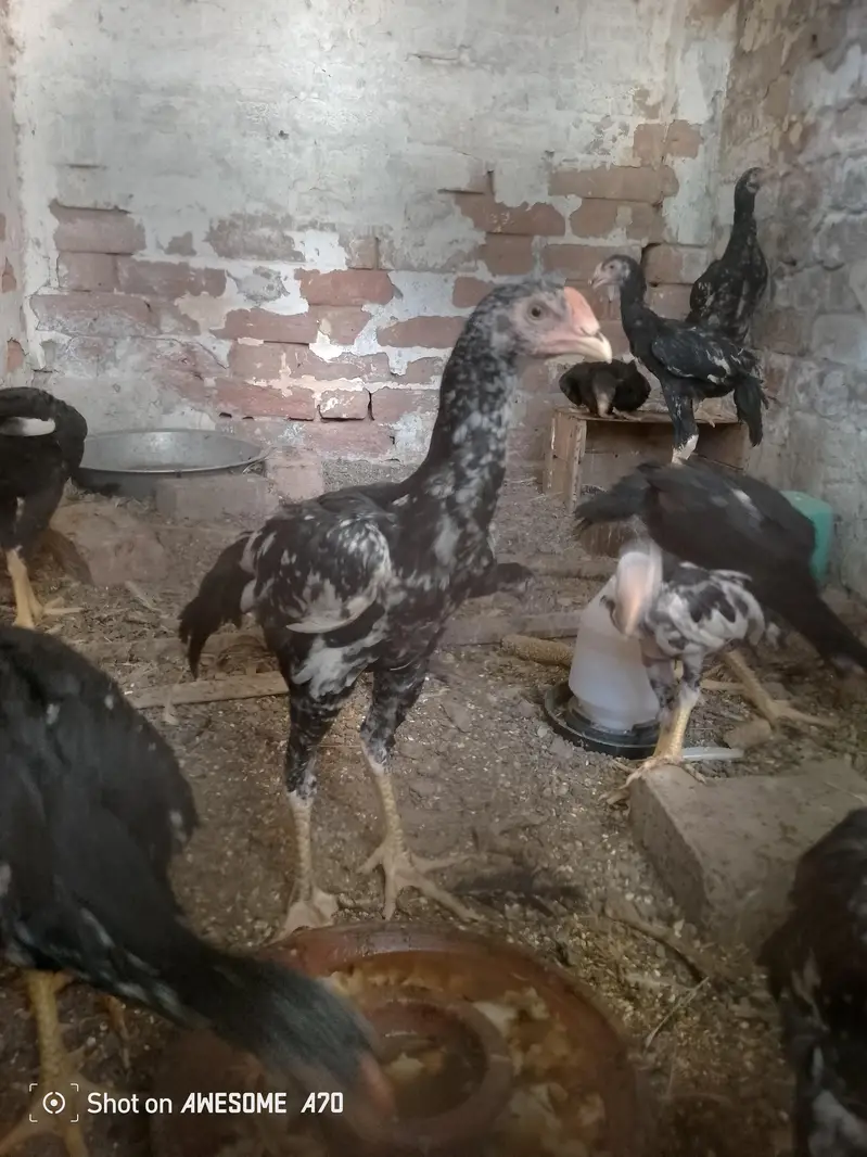 Shamo aseel pathy total 5 hen 3 male 2 female — photo 3