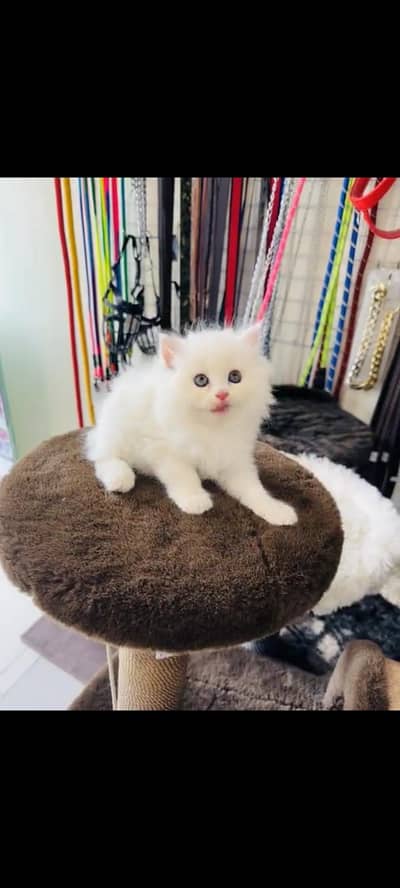 persian cat for sale