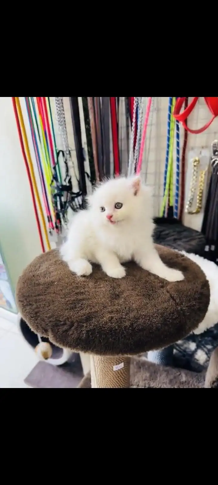persian cat for sale — photo 2