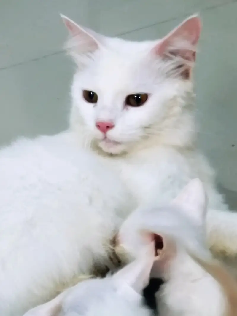 Cat with 5 Kittens For Sale — photo 2