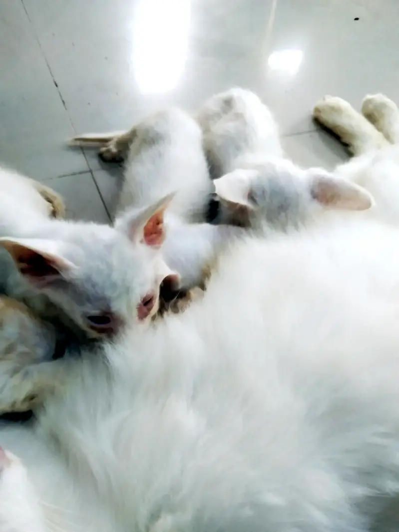 Cat with 5 Kittens For Sale — photo 3