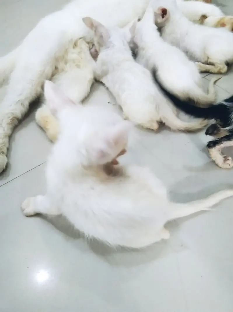 Cat with 5 Kittens For Sale — photo 4