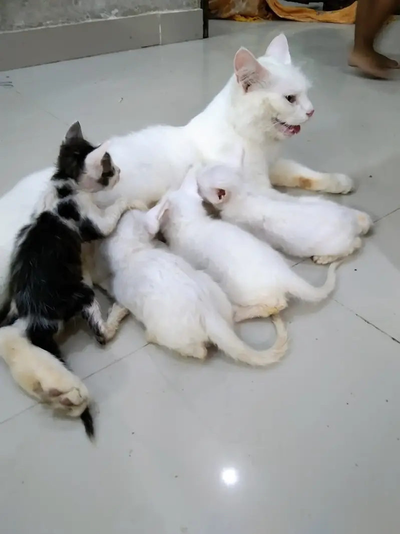 Cat with 5 Kittens For Sale — photo 5