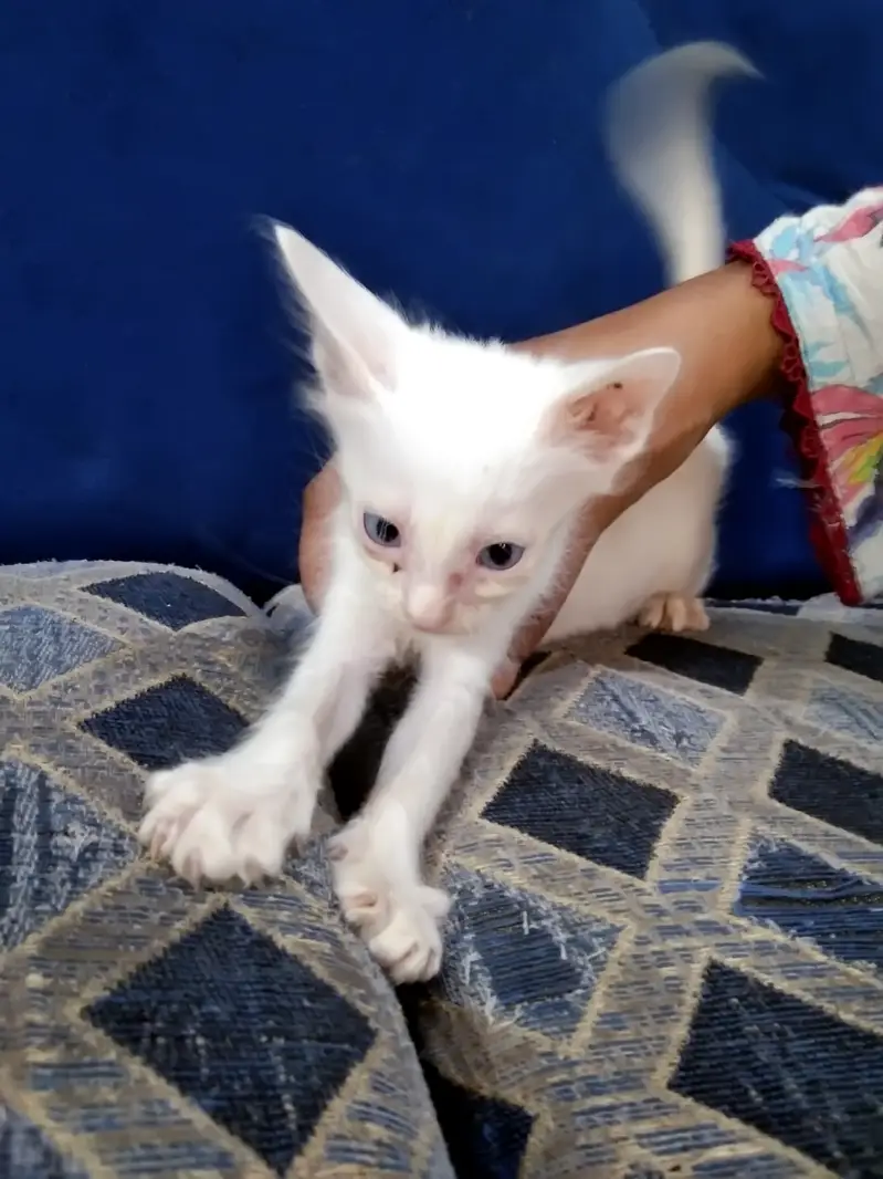Cat with 5 Kittens For Sale — photo 6