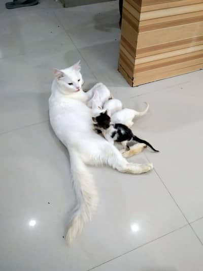 Cat with 5 Kittens For Sale
