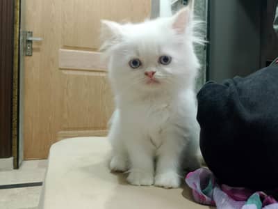 pure breed male Himalayan kitten