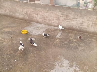 all setup for sale urgent for sale Time nahi HOTA es Lia sale kar Raha