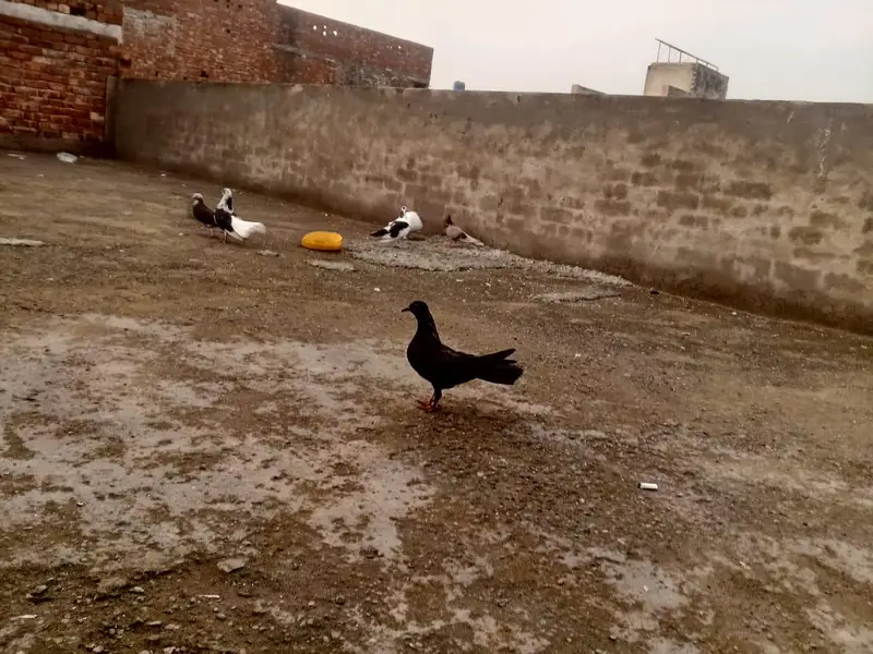 all setup for sale urgent for sale Time nahi HOTA es Lia sale kar Raha — photo 6