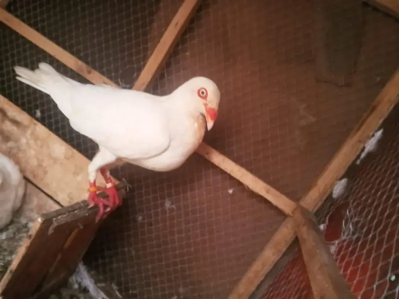 all setup for sale urgent for sale Time nahi HOTA es Lia sale kar Raha — photo 8