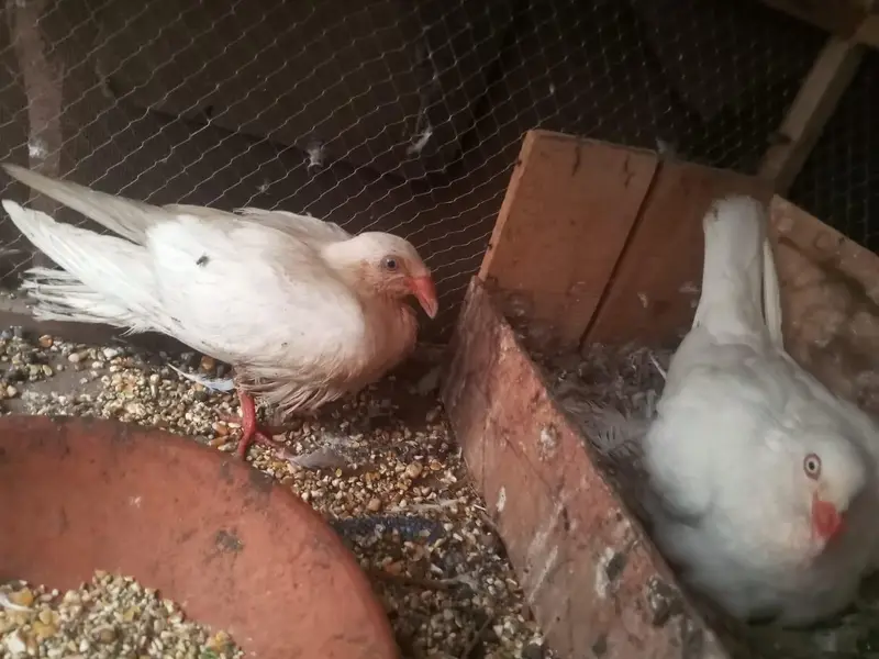 all setup for sale urgent for sale Time nahi HOTA es Lia sale kar Raha — photo 10