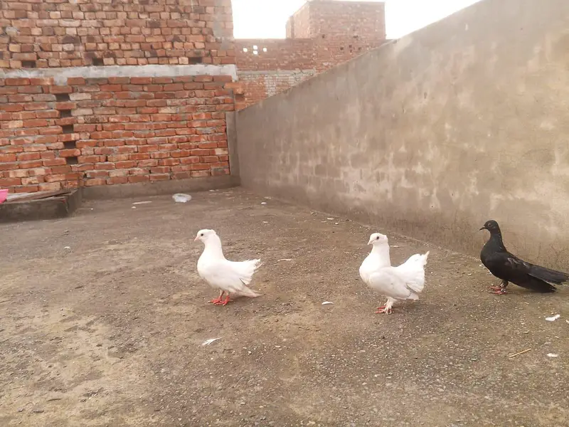 all setup for sale urgent for sale Time nahi HOTA es Lia sale kar Raha — photo 11