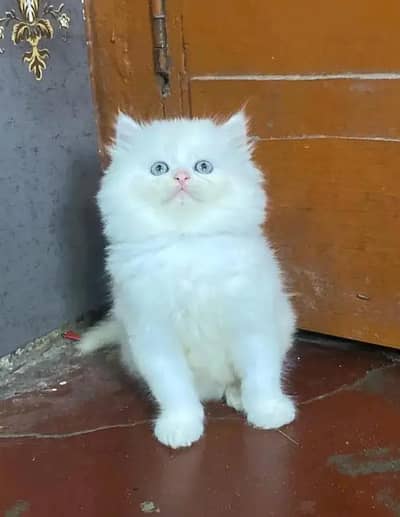 Persian female kitten for sale 03429704//074