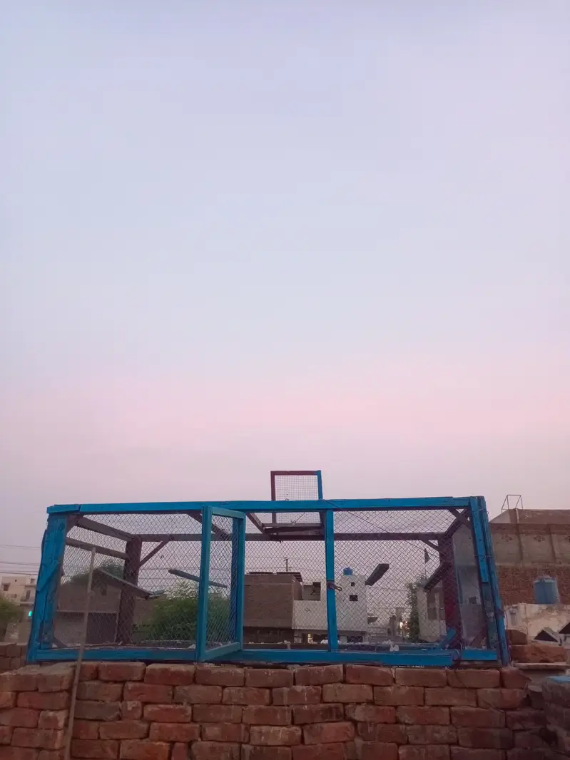 kabutro kaa jaal — photo 2