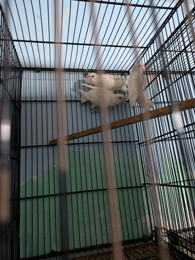 Lovebirds available 16 piece mix / Ready to first breed — photo 3