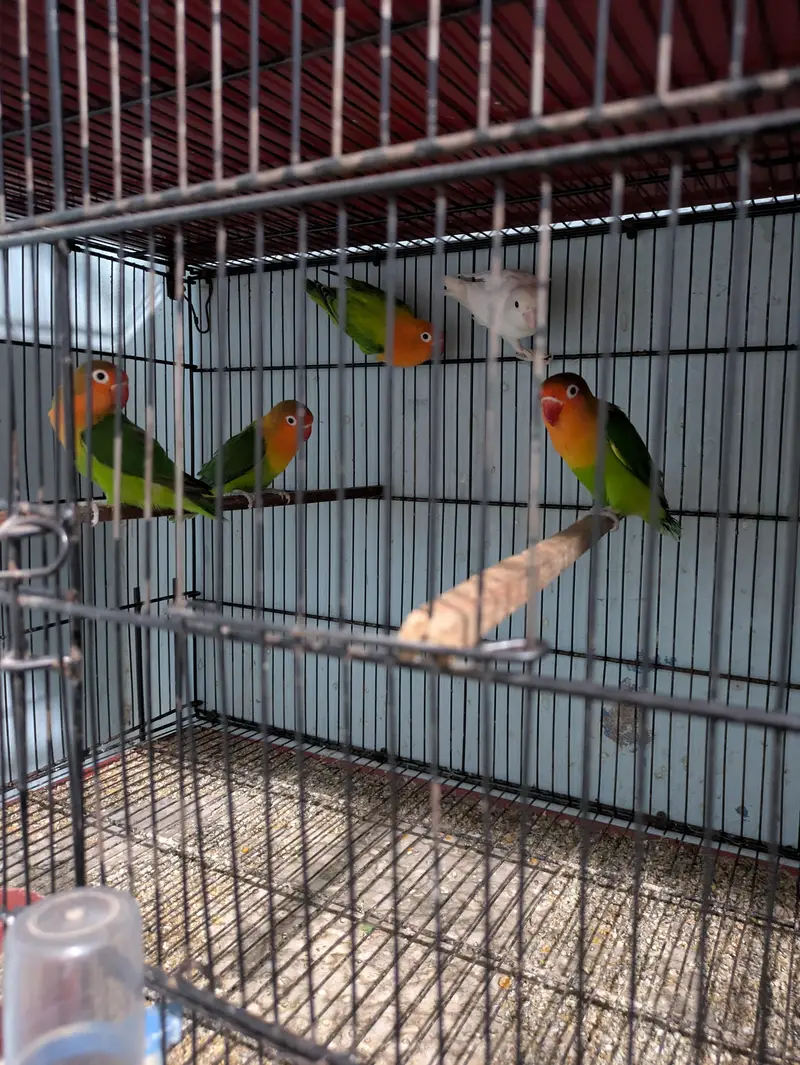 Lovebirds available 16 piece mix / Ready to first breed — photo 8