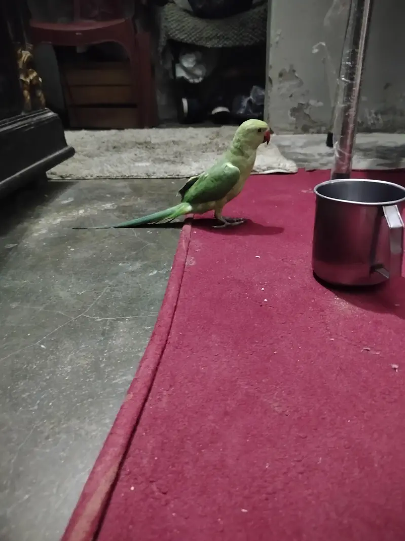 RIng Nick Chick's — photo 2