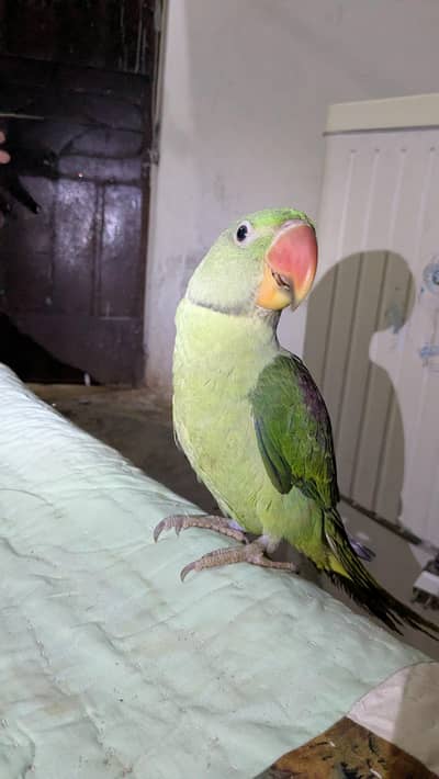 Kashmiri Raw Parrot 5Months Mitthu Mitthu Bolta hai. .
