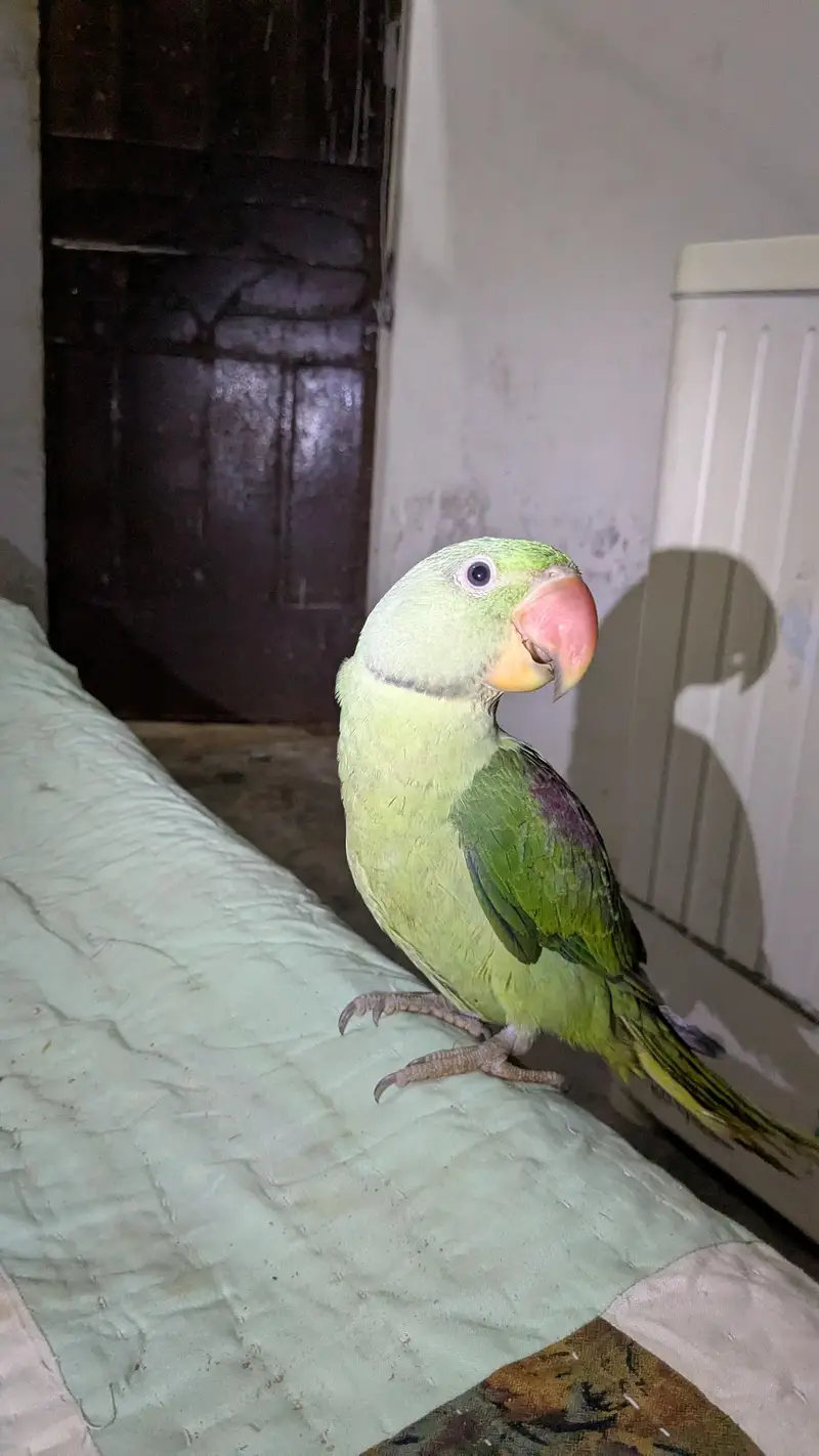 Kashmiri Raw Parrot 5Months Mitthu Mitthu Bolta hai. . — photo 2