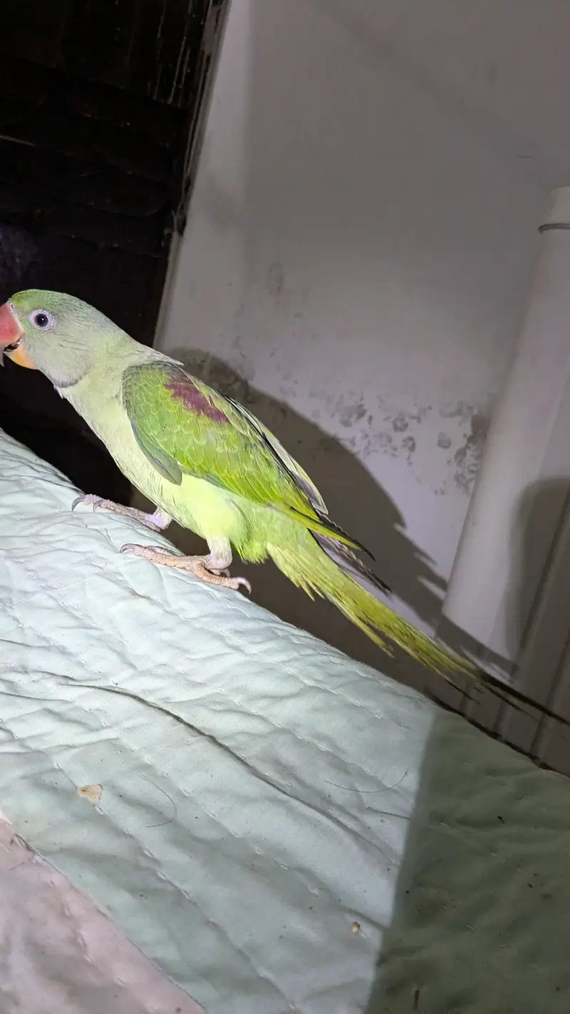 Kashmiri Raw Parrot 5Months Mitthu Mitthu Bolta hai. . — photo 3