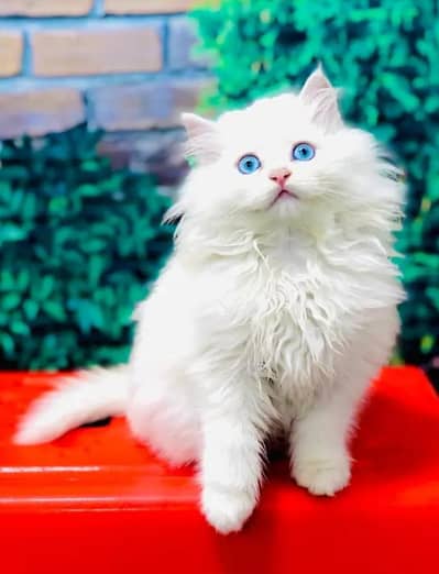 Persian female kitten for sale 03429704//074